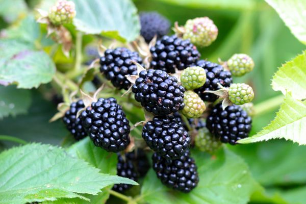 Blackberry Bush Removal in Battle Ground