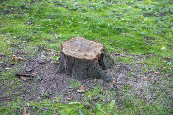 Bush Stump Removal in Battle Ground