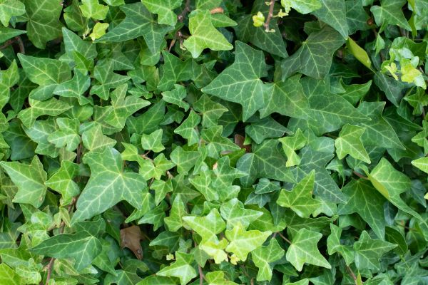 Cost of English Ivy Removal in Battle Ground