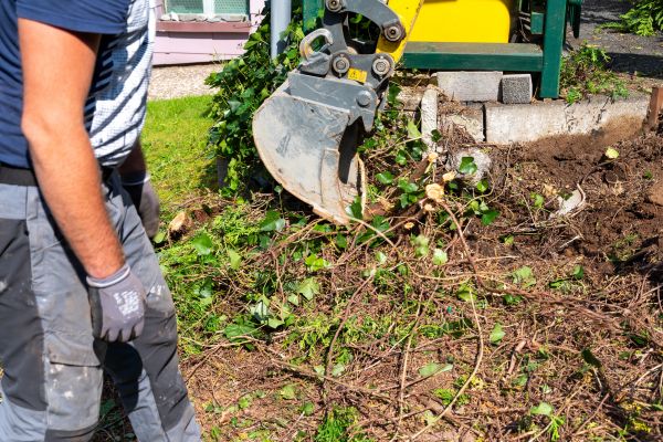 Hedge Removal Service in Battle Ground