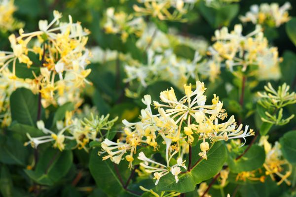 Cost of Honeysuckle Removal in Battle Ground