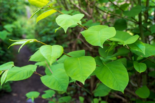Cost of Invasive Plant Removal in Battle Ground