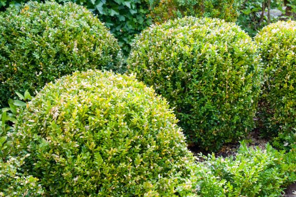 Cost of Landscape Trimming Service in Battle Ground