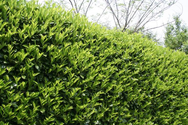Cost of Laurel Removal in Battle Ground
