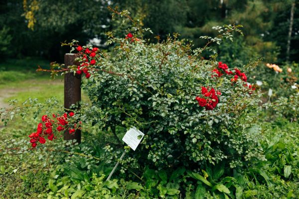 Cost of Rose Bush Removal in Battle Ground