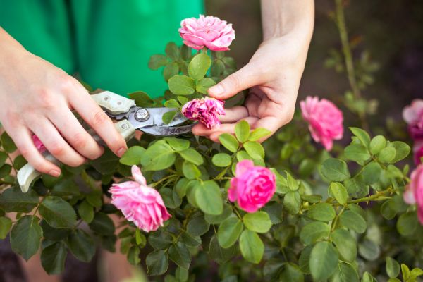 Cost of Rose Trimming in Battle Ground
