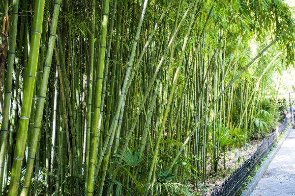 Cost of Bamboo Root Removal in Battle Ground