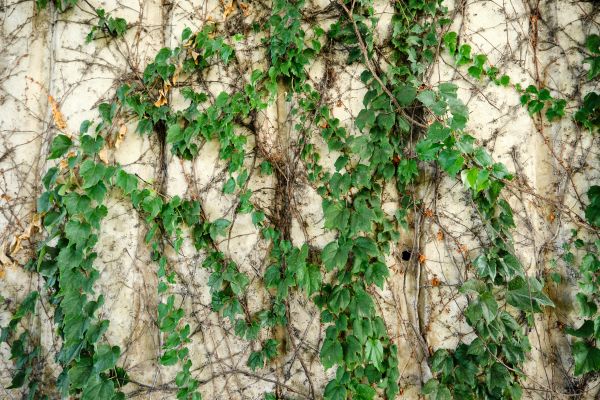 Cost of Vine Removal Service in Battle Ground