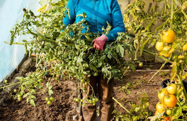 Cost of Garden Plant Removal in Battle Ground