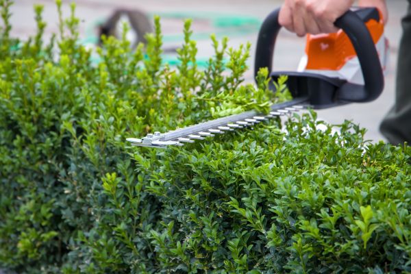 Hedge Shearing in Battle Ground
