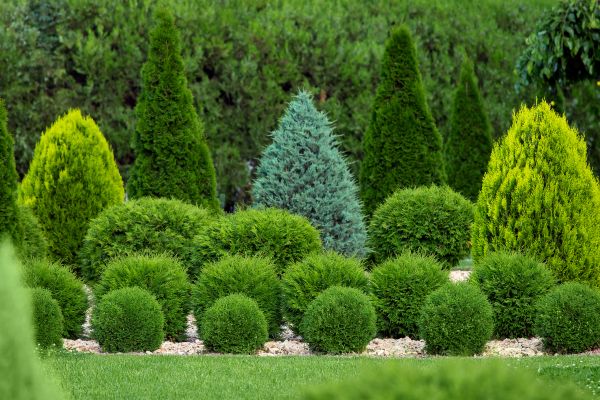 Cost of Shrub Shaping in Battle Ground