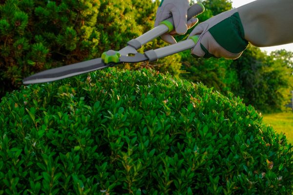 Cost of Topiary Shearing in Battle Ground