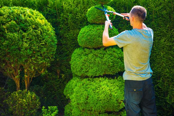 Cost of Topiary Shaping in Battle Ground