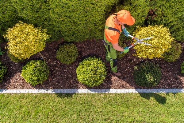 Cost of Topiary Trimming in Battle Ground