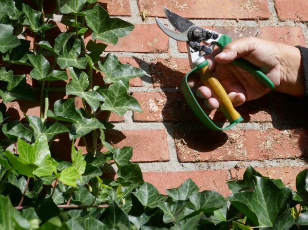 Cost of Ivy Removal Service in Battle Ground