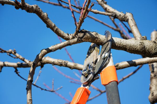 Cost of Selective Pruning in Battle Ground