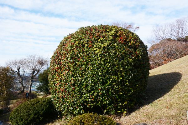 Cost of Holly Trimming in Battle Ground