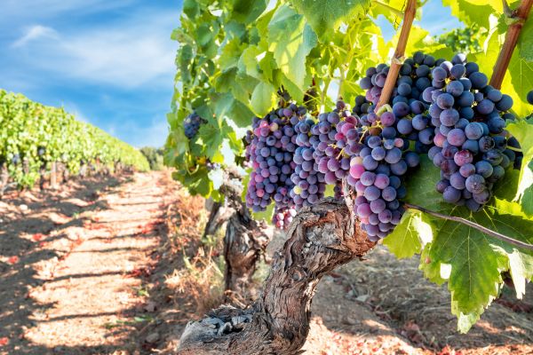 Grapevine Pruning in Battle Ground