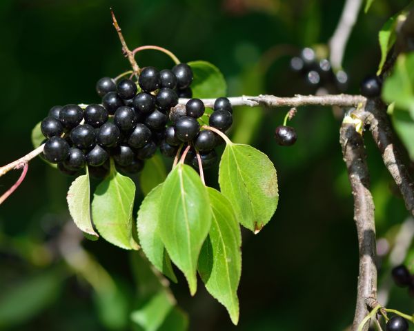 Cost of Buckthorn Removal in Battle Ground