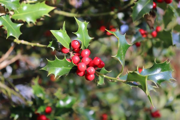 Cost of Holly Tree Trimming in Battle Ground