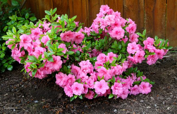 Cost of Azaleas Removal in Battle Ground