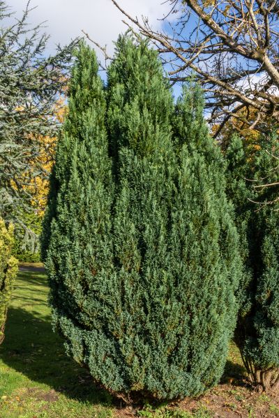 Cost of Juniper Trimming in Battle Ground