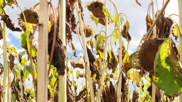 Cost of Dead Plant Removal in Battle Ground