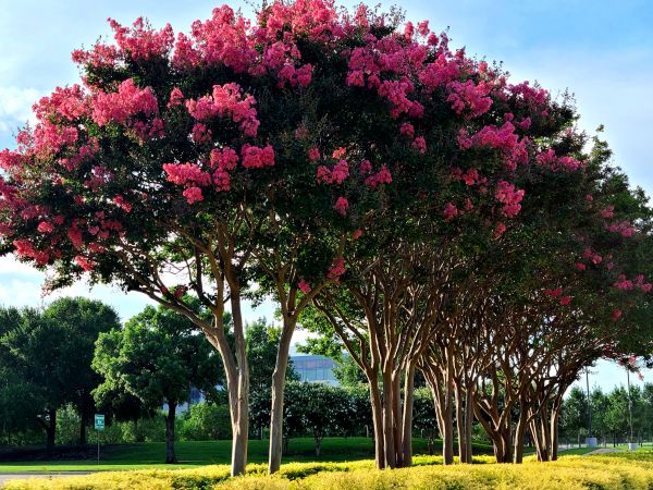 Crepe Myrtle Pruning in Battle Ground