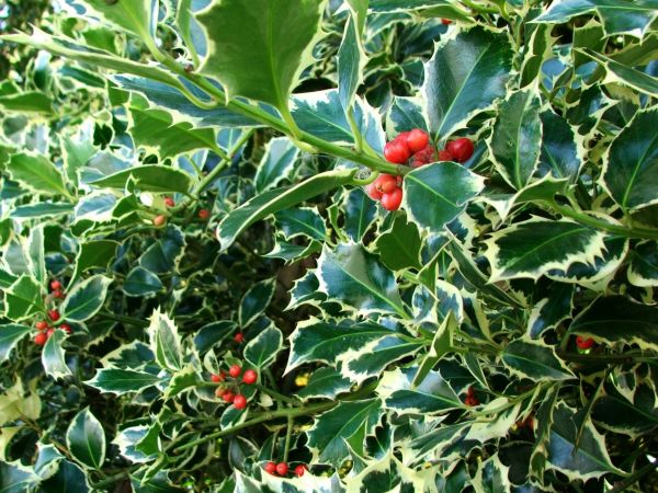Cost of Holly Bushes Trimming in Battle Ground
