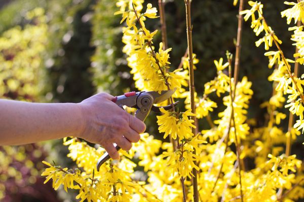 Forsythia Pruning in Battle Ground