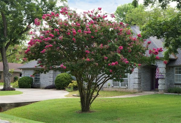 Crepe Myrtle Trimming in Battle Ground