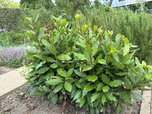 Cost of Laurel Hedge Removal in Battle Ground