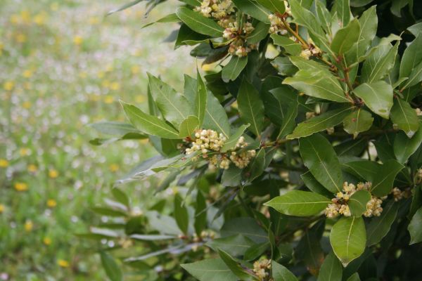Cost of Laurel Trimming in Battle Ground