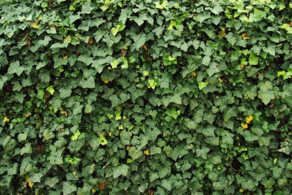 Cost of Ivy Pruning service in Battle Ground
