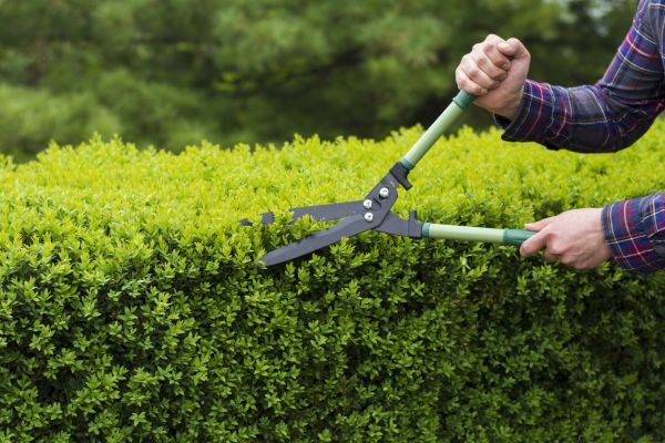 Cost of Evergreen Shrub Pruning in Battle Ground