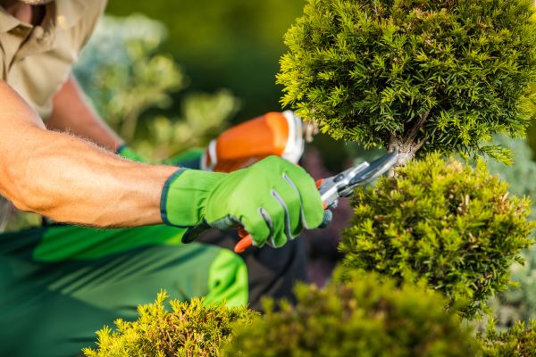 Cost of Landscape Pruning Service in Battle Ground