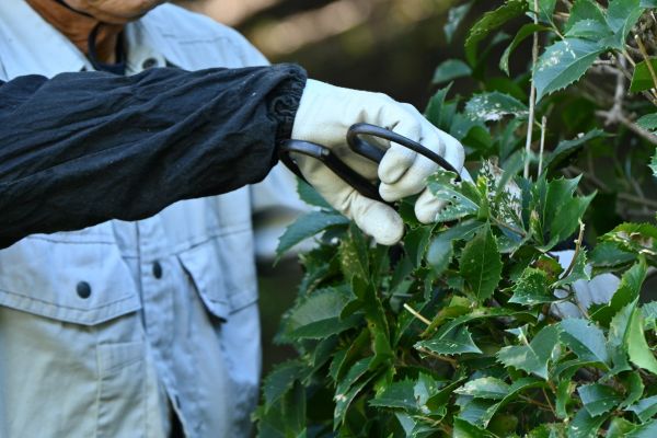 Holly Pruning in Battle Ground