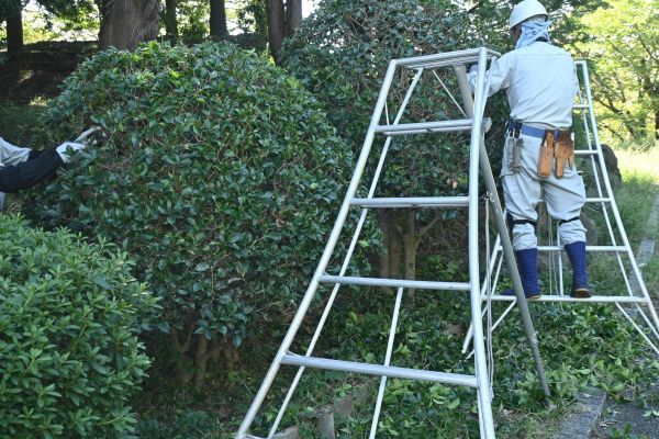 Cost of Holly Shaping in Battle Ground