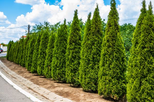 Cost of Arborvitae Shearing in Battle Ground