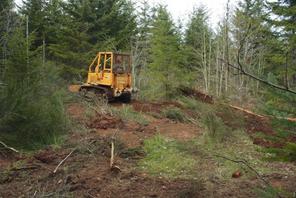 Cost of Shrubbery Clearing in Battle Ground