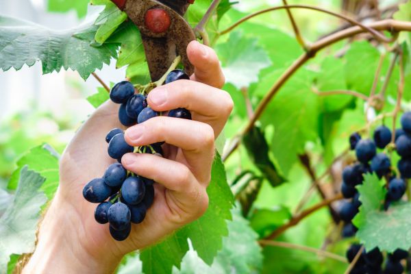 Cost of Vineyard Pruning in Battle Ground