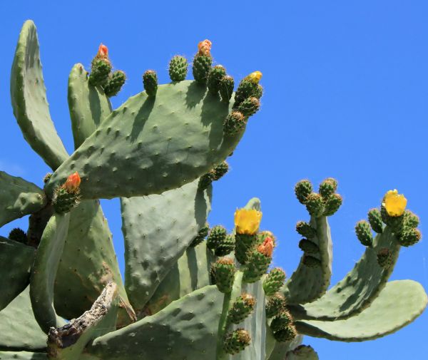 Cost of Cactus Removal in Battle Ground