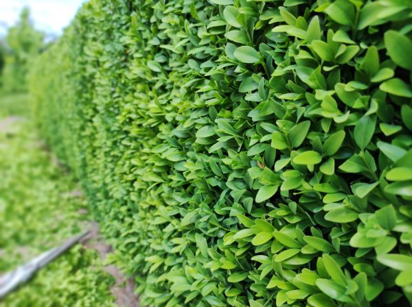 Boxwood Pruning in Battle Ground