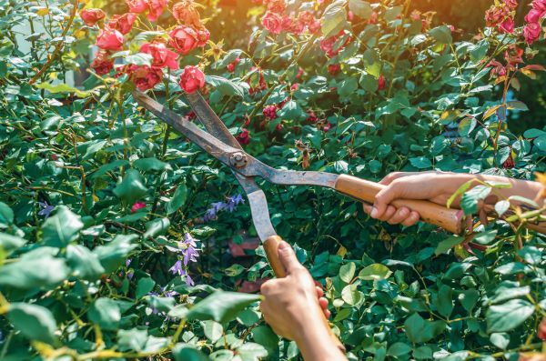 Knockout Roses Pruning in Battle Ground