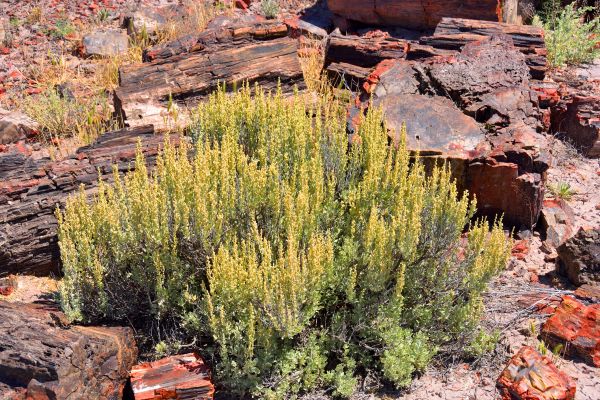 Cost of Sagebrush Removal in Battle Ground