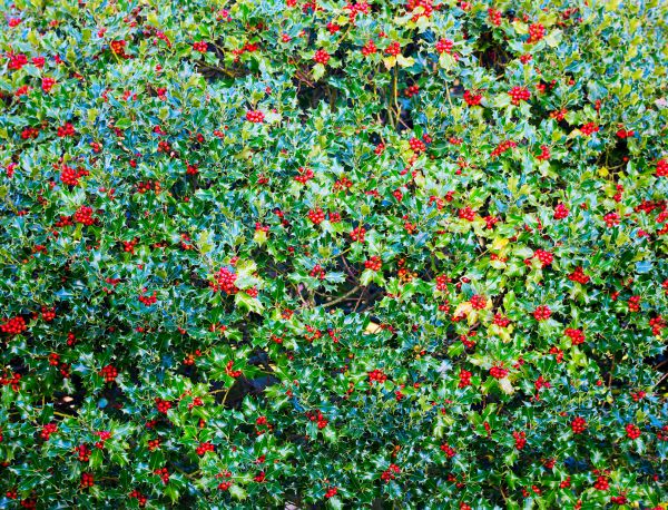 Cost of Holly Bush Removal in Battle Ground