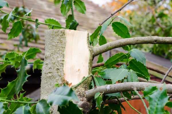Cost of Holly Tree Removal in Battle Ground