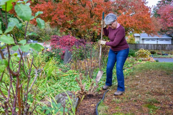 Cost of Dead Bush Removal in Battle Ground