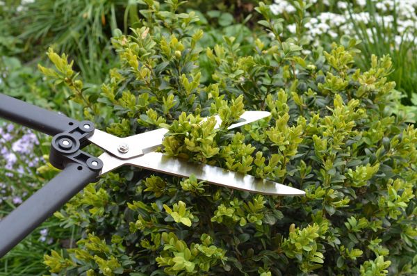 Boxwood Trimming in Battle Ground