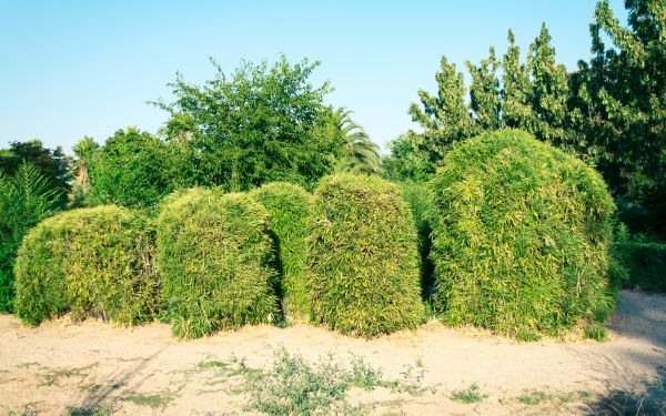 Cost of Bamboo Hedge Removal in Battle Ground